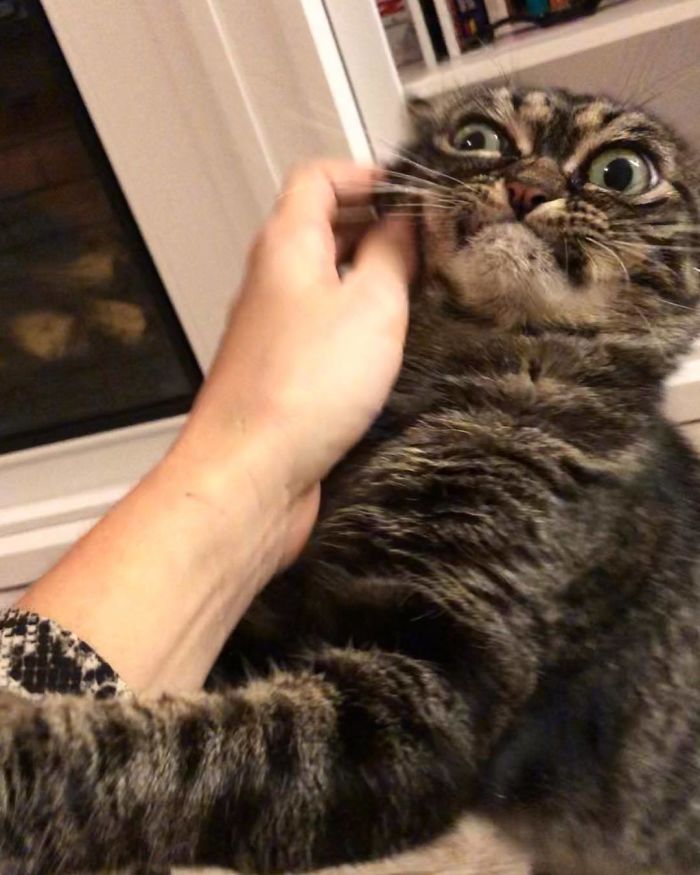 50 Overdramatic Cats Who Deserve An Oscar