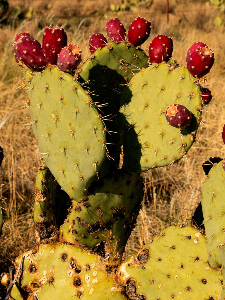 Tucson’s globally distinct cuisine of heat and abundance