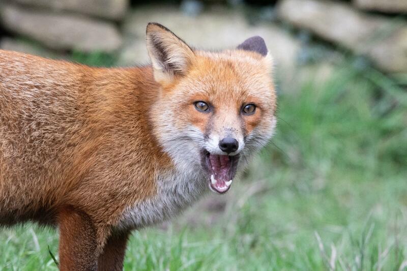 Resounding Dáil defeat for bill to ban fox hunting