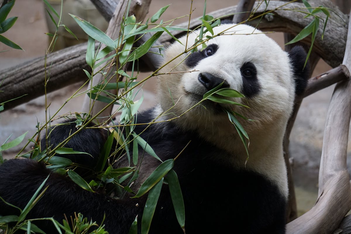 Japan's pandas are returning to China – panda diplomacy explained