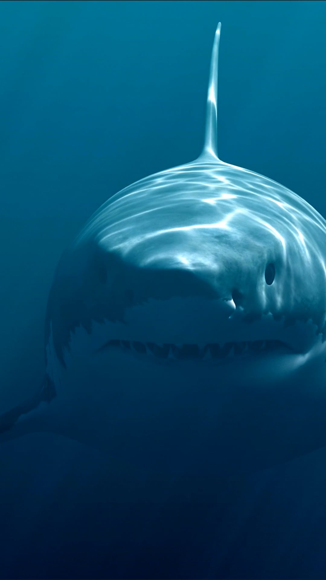 Sharks in Motion: Underwater Footage of the Seas' Greatest Predators.