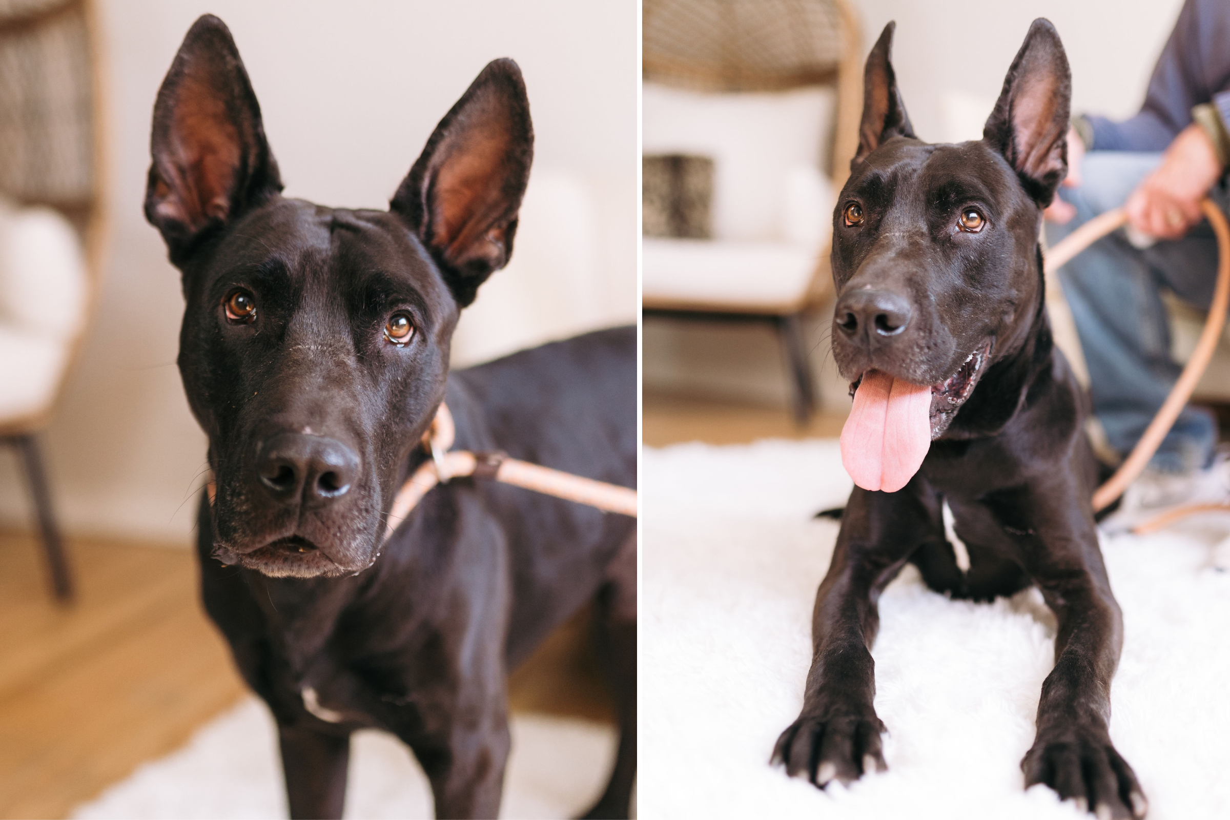 Great Dane mix set for euthanasia, then something amazing happens same day