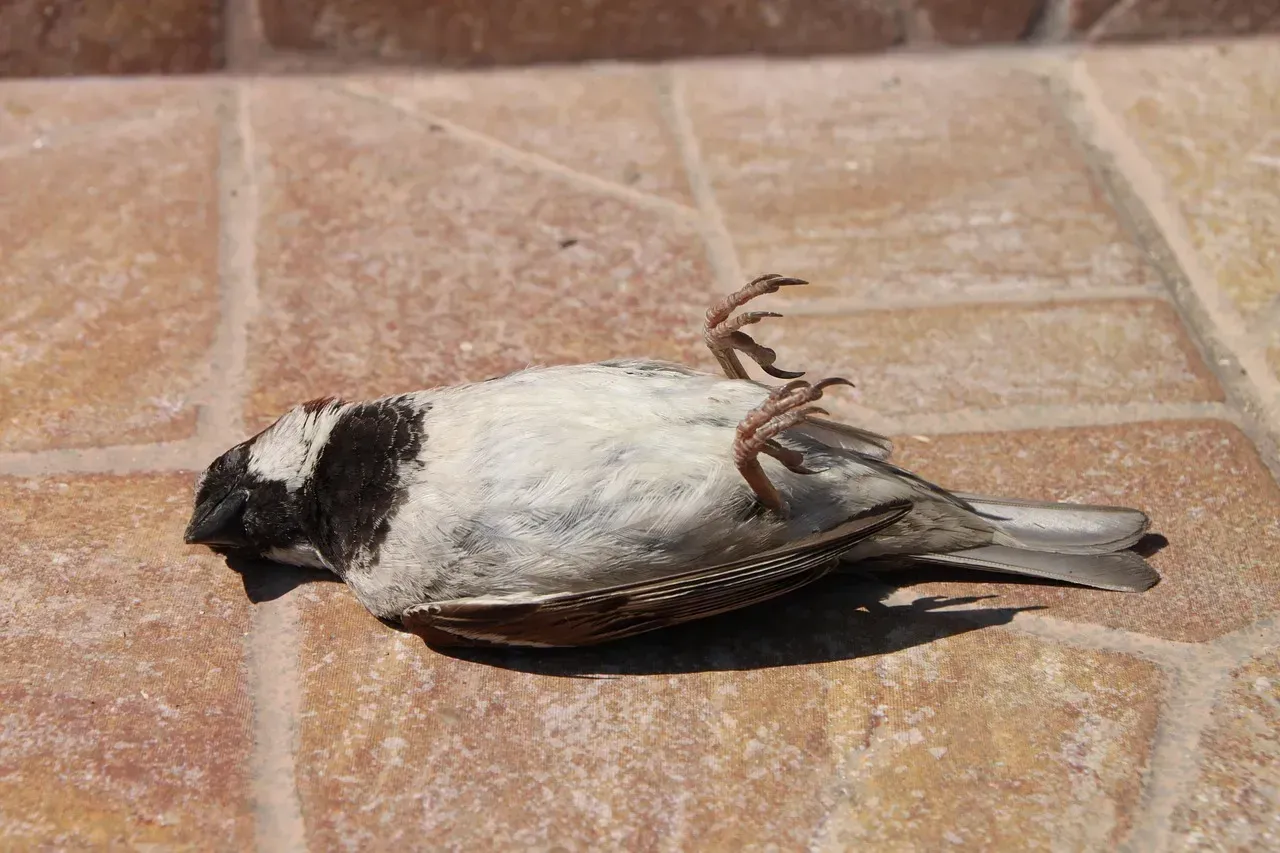 The strange phenomenon causing birds to drop from the sky