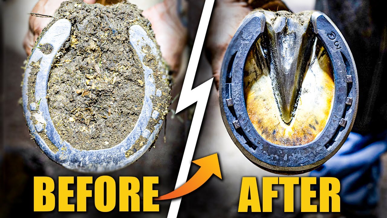 From cracked to perfect: Full horse hoof restoration ASMR