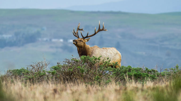 The 5 best trails to explore the Bay Area's breathtaking Point Reyes ...