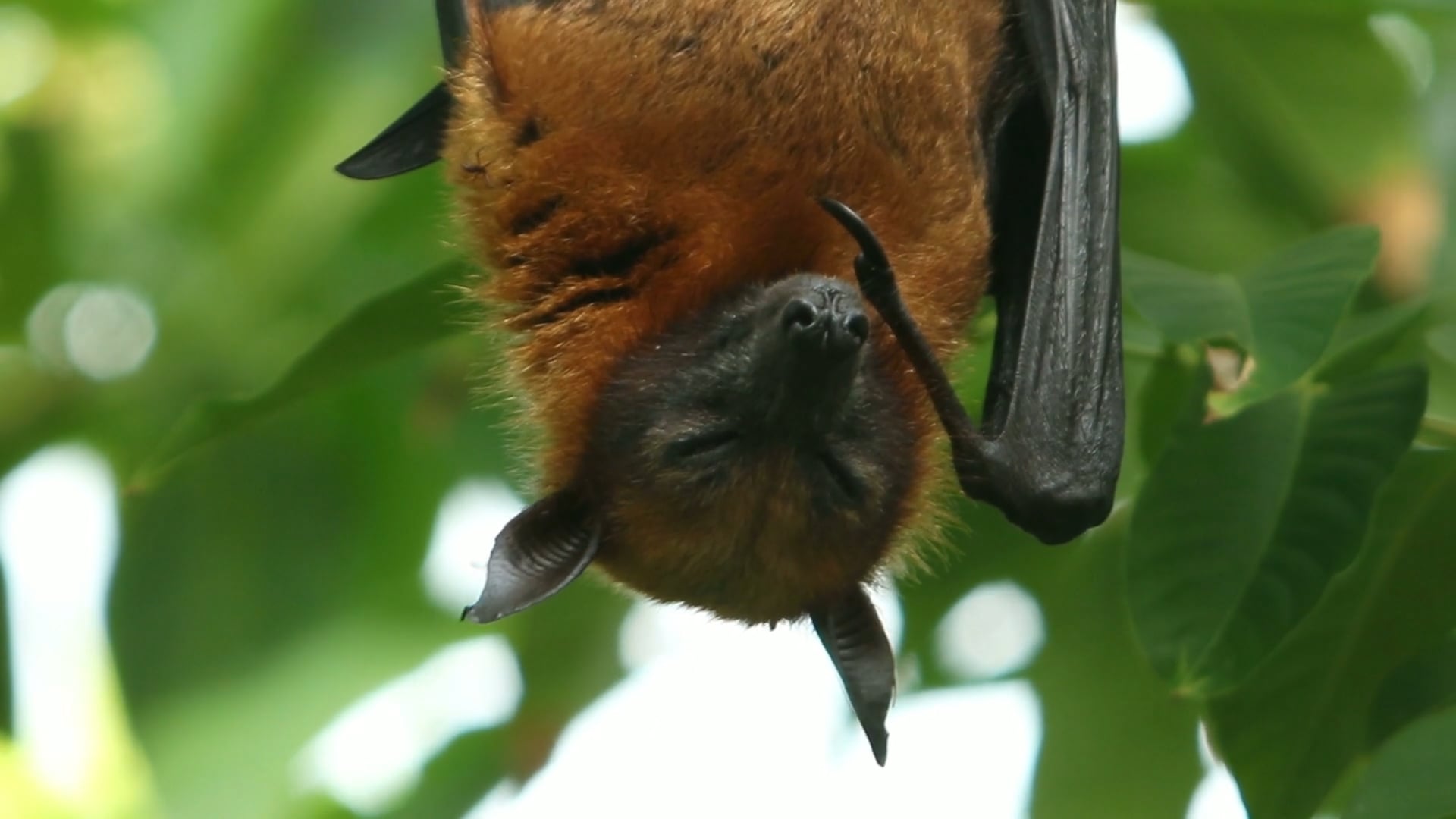 Megabats up close: Footage of endangered flying foxes