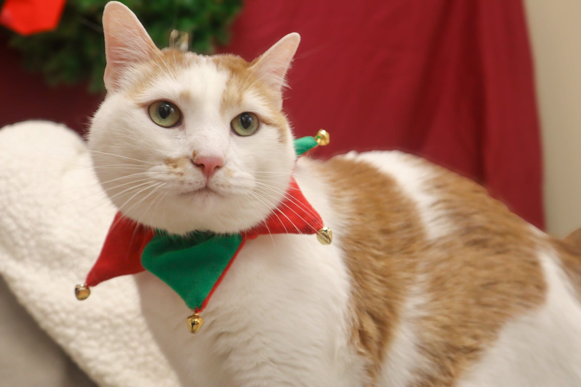 Pet of the week: Swirl brings sass to holiday season