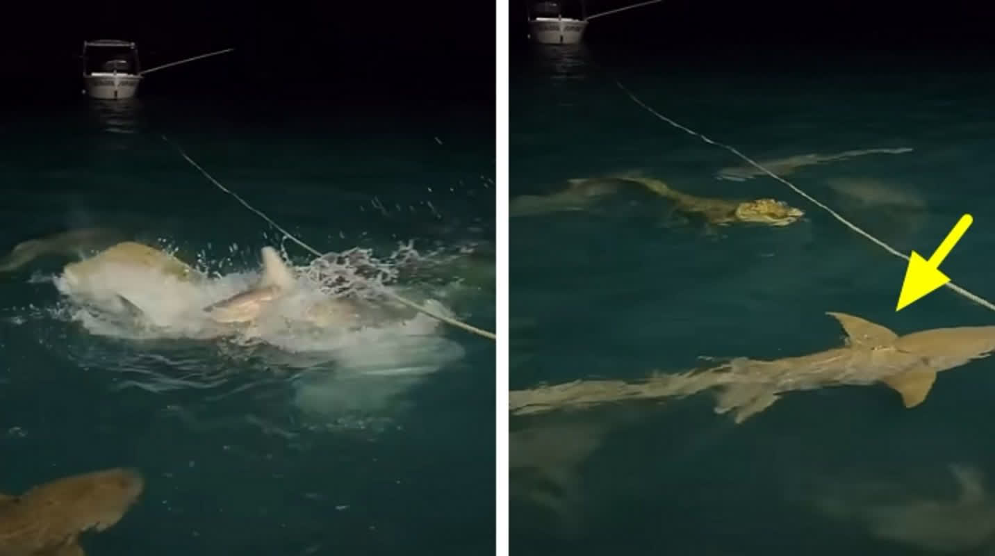 상어들 가득한 곳에 악어 한마리가 나타나면 벌어지는 충격적인 상황, image size:1432x800