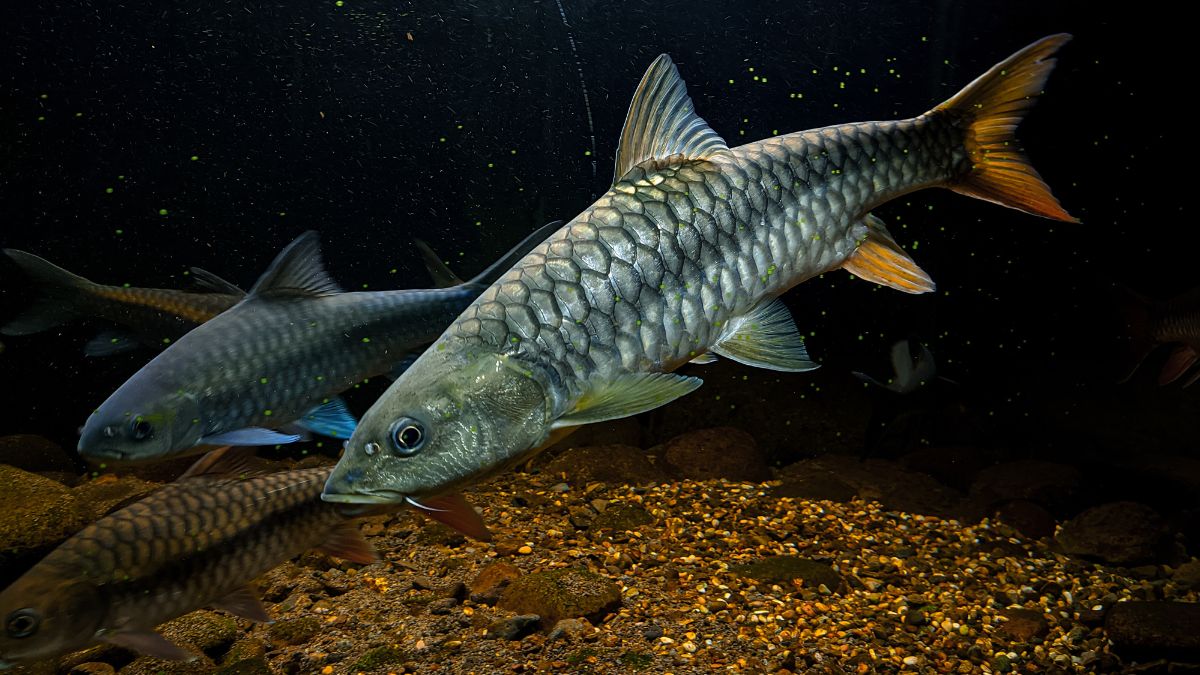 Which fish is known as the king of Indian rivers?