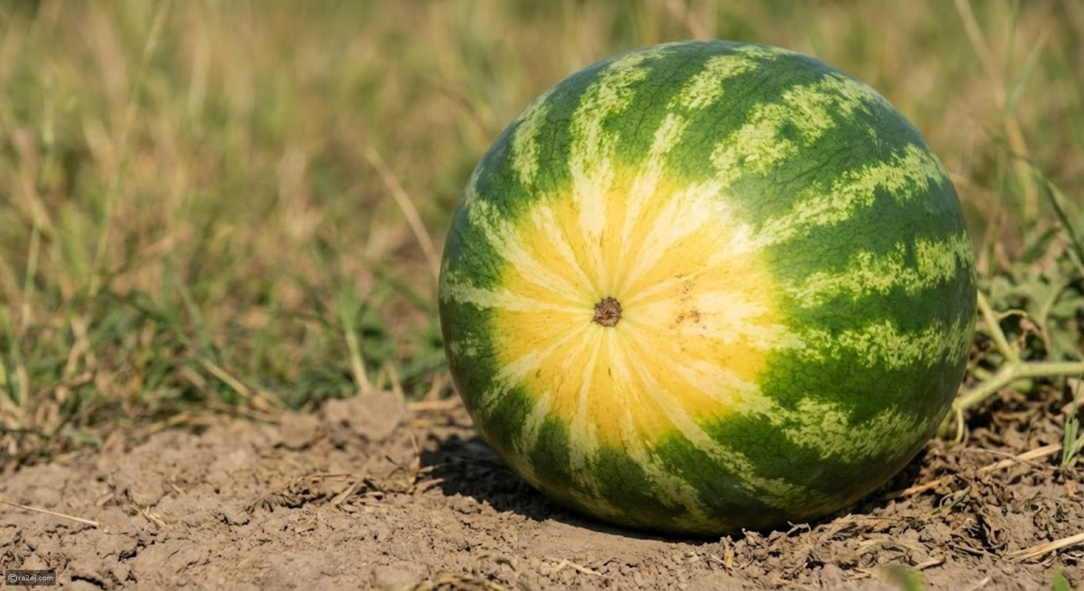 6 secrets to picking a watermelon that’s juicy and delicious
