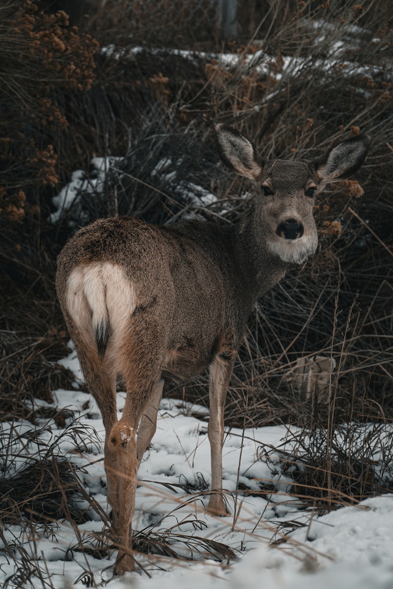 Rising tick populations are affecting hikers in more northern states