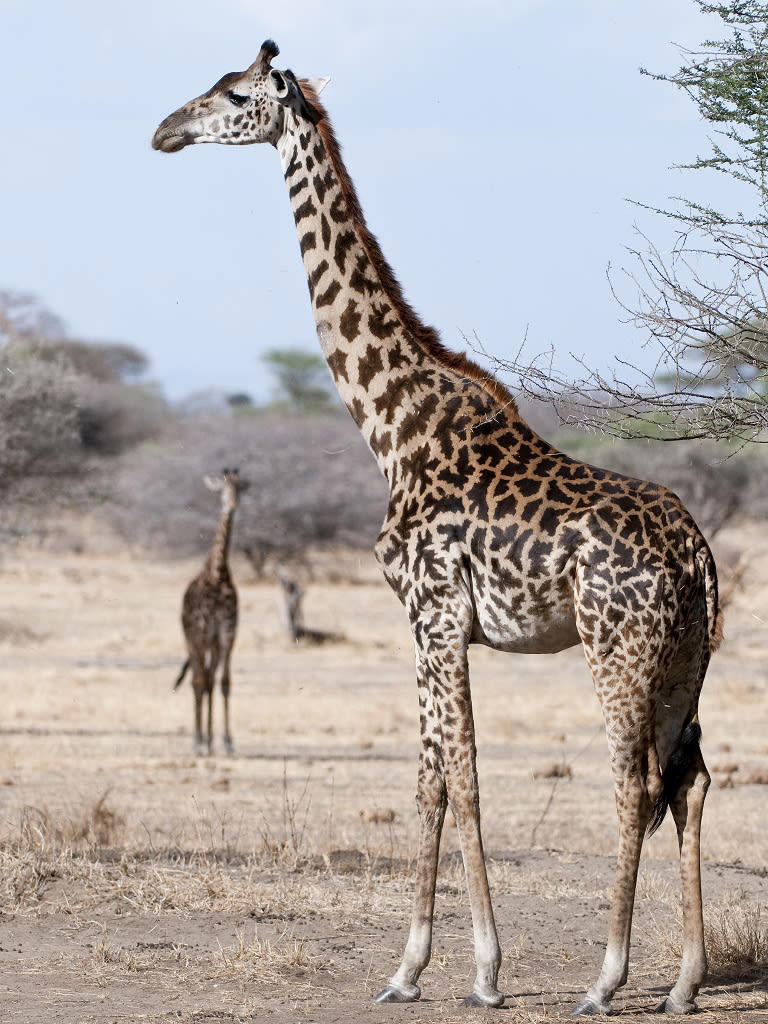 New study splits giraffe experts on future wild captures for zoos