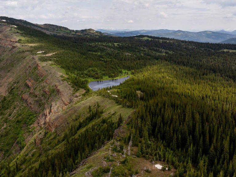More than 450 square kilometres of forestry land now protected in ...