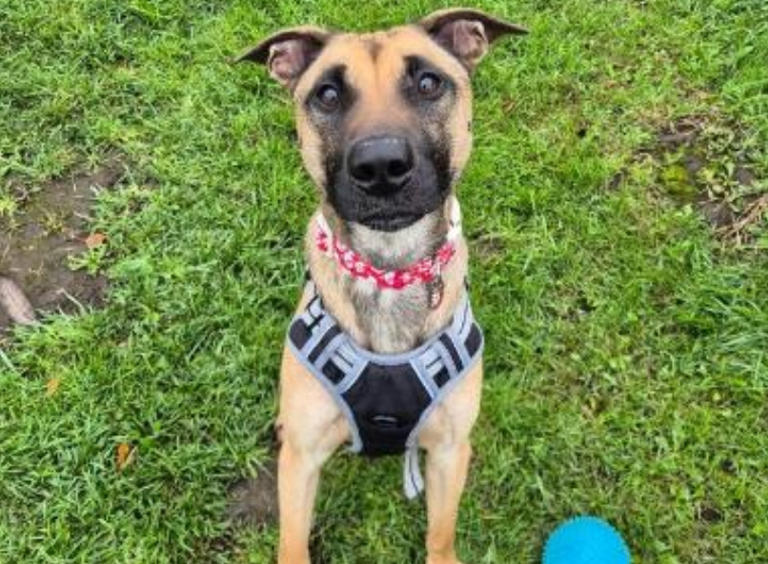 17 charming dogs and cats at Merseyside RSPCA centres searching for ...