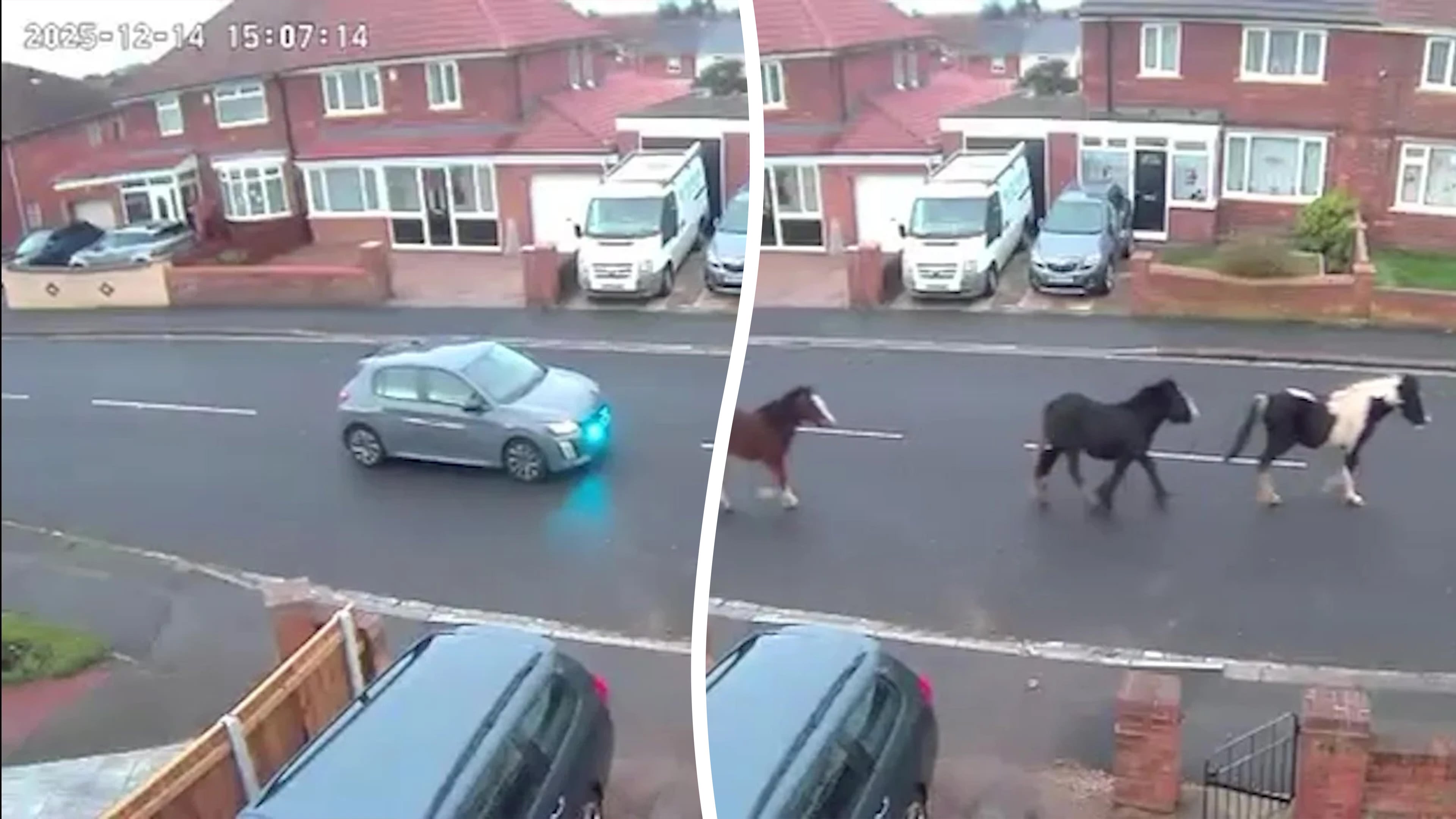 Runaway horses chased by police after causing havoc in town