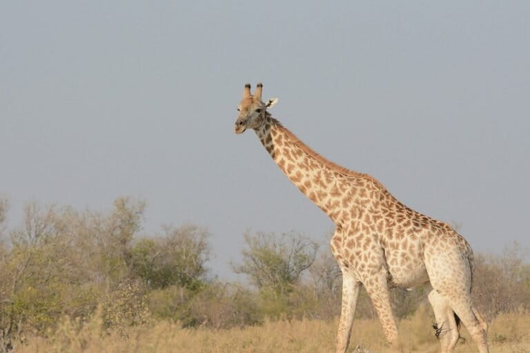 New study splits giraffe experts on future wild captures for zoos