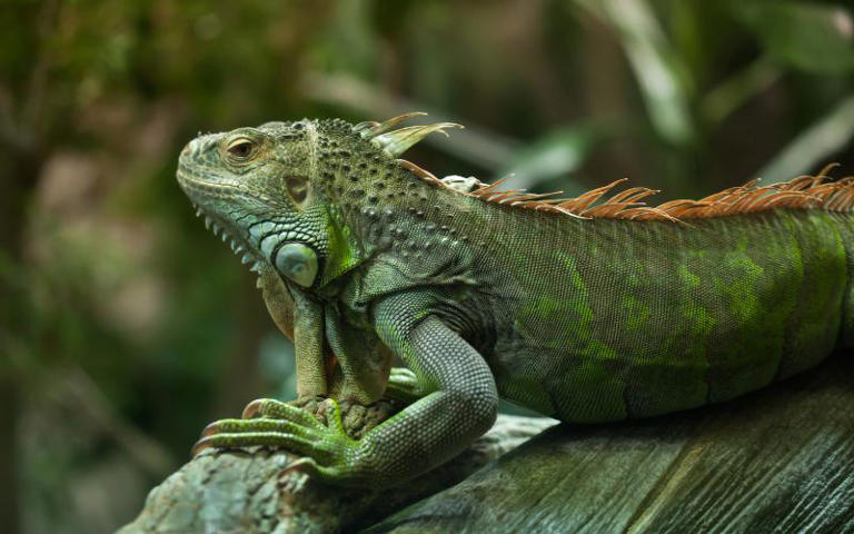 40+ native Mexican animals (that you didn't know were from Mexico 🇲🇽)