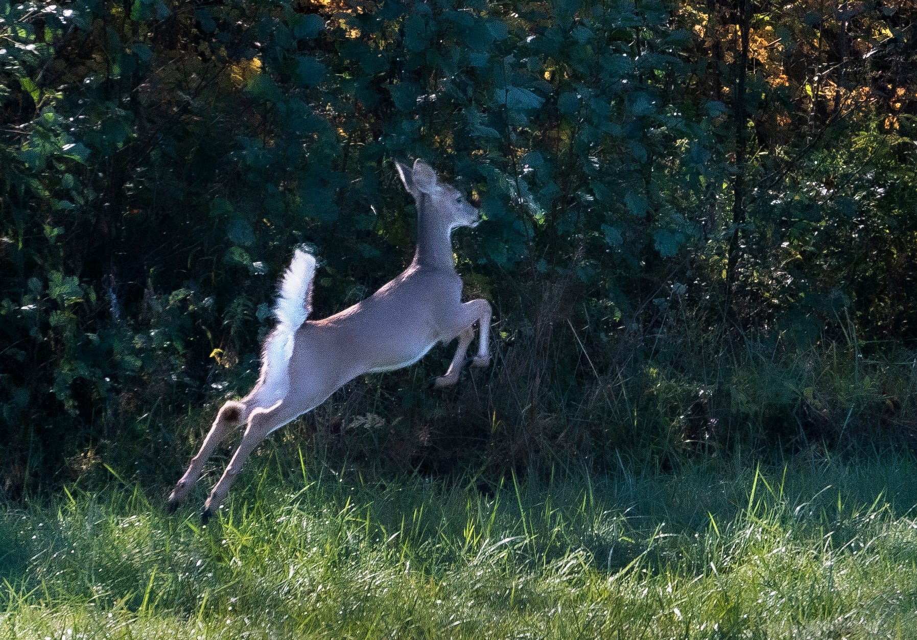 When does deer hunting season end in Indiana for 2025-2026?