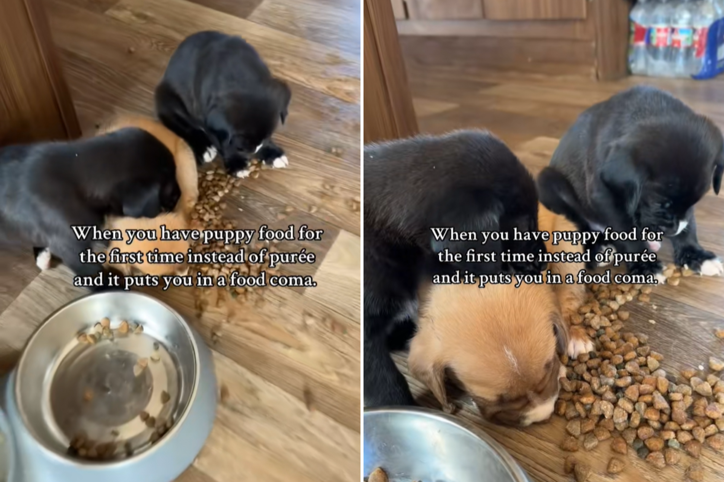 Hearts melt over rescue puppies in food coma after first taste of kibble