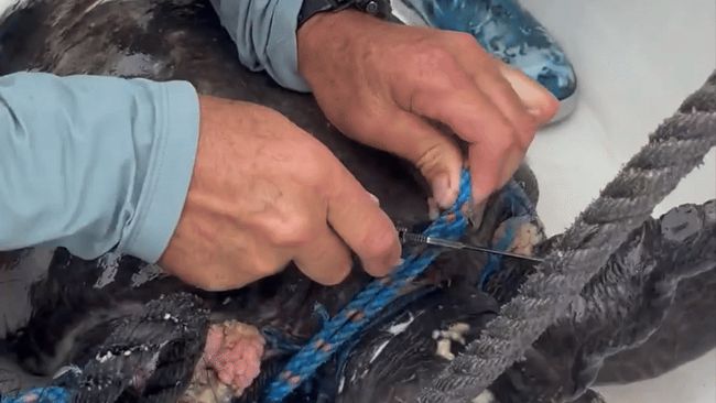 Fishermen rescue turtle entangled in ropes off Costa Rica