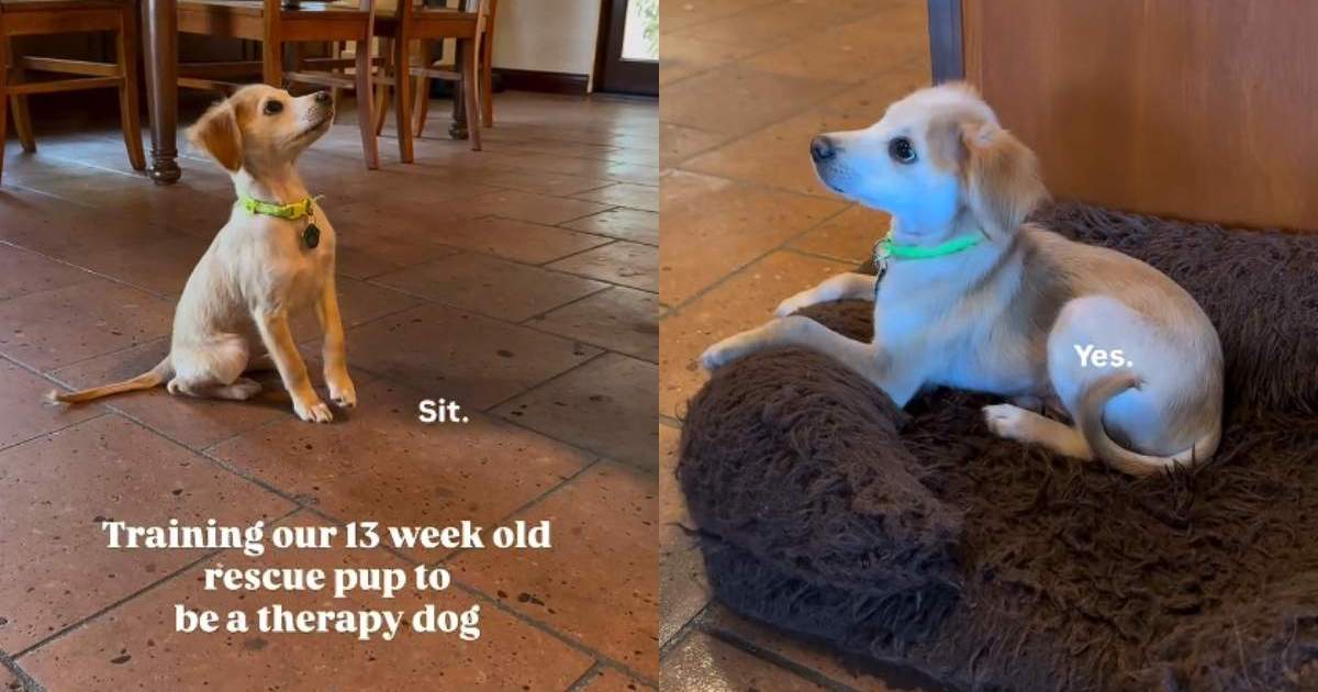 Video: Rescue puppy 'patiently' learns to be a therapy dog