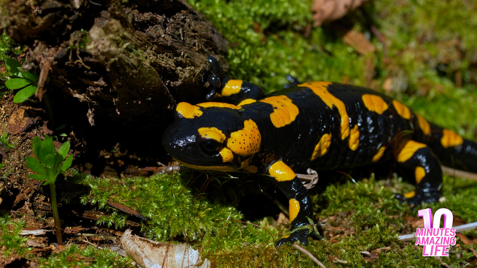 I filmed a fire salamander moving through the forest