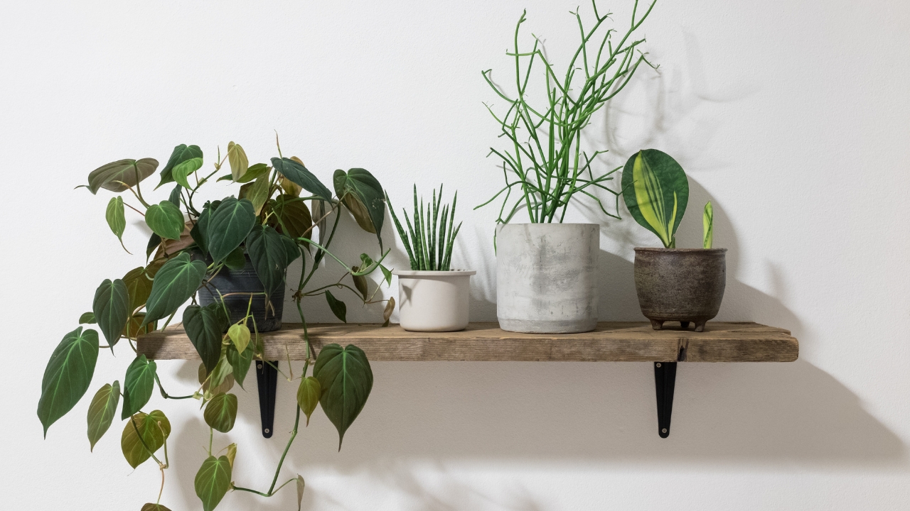9 plant shelves that save floor space