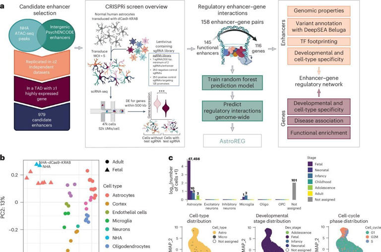 Hidden 'switches' in DNA reveal new insights into Alzheimer's disease