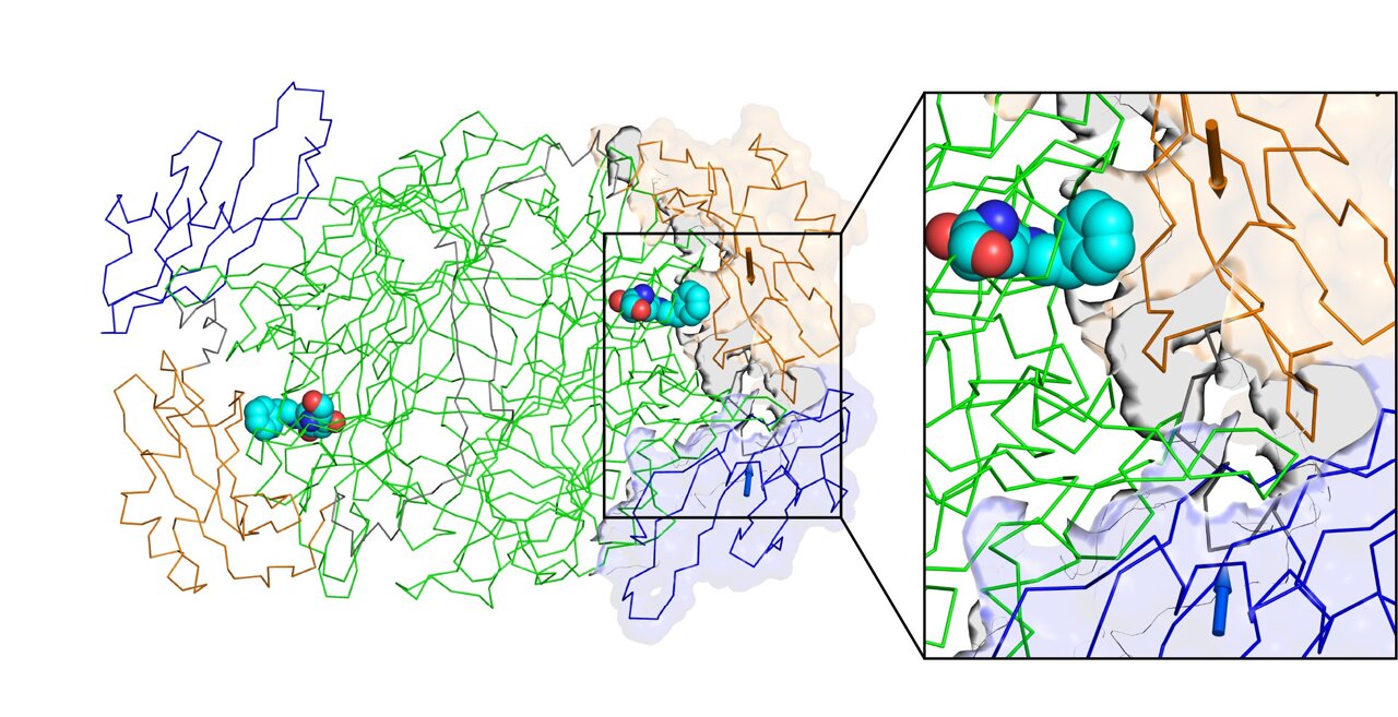 Enzyme shape-shifting captured in real time during catalysis
