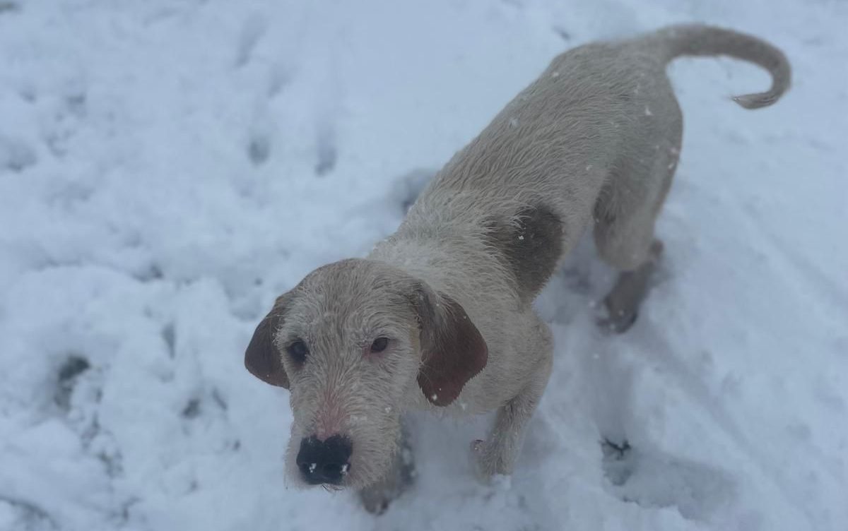 Hunt saboteurs accused of 