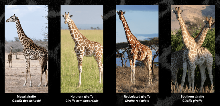 New study splits giraffe experts on future wild captures for zoos