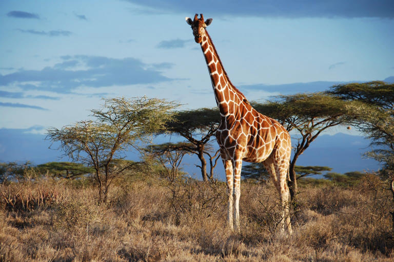 New study splits giraffe experts on future wild captures for zoos