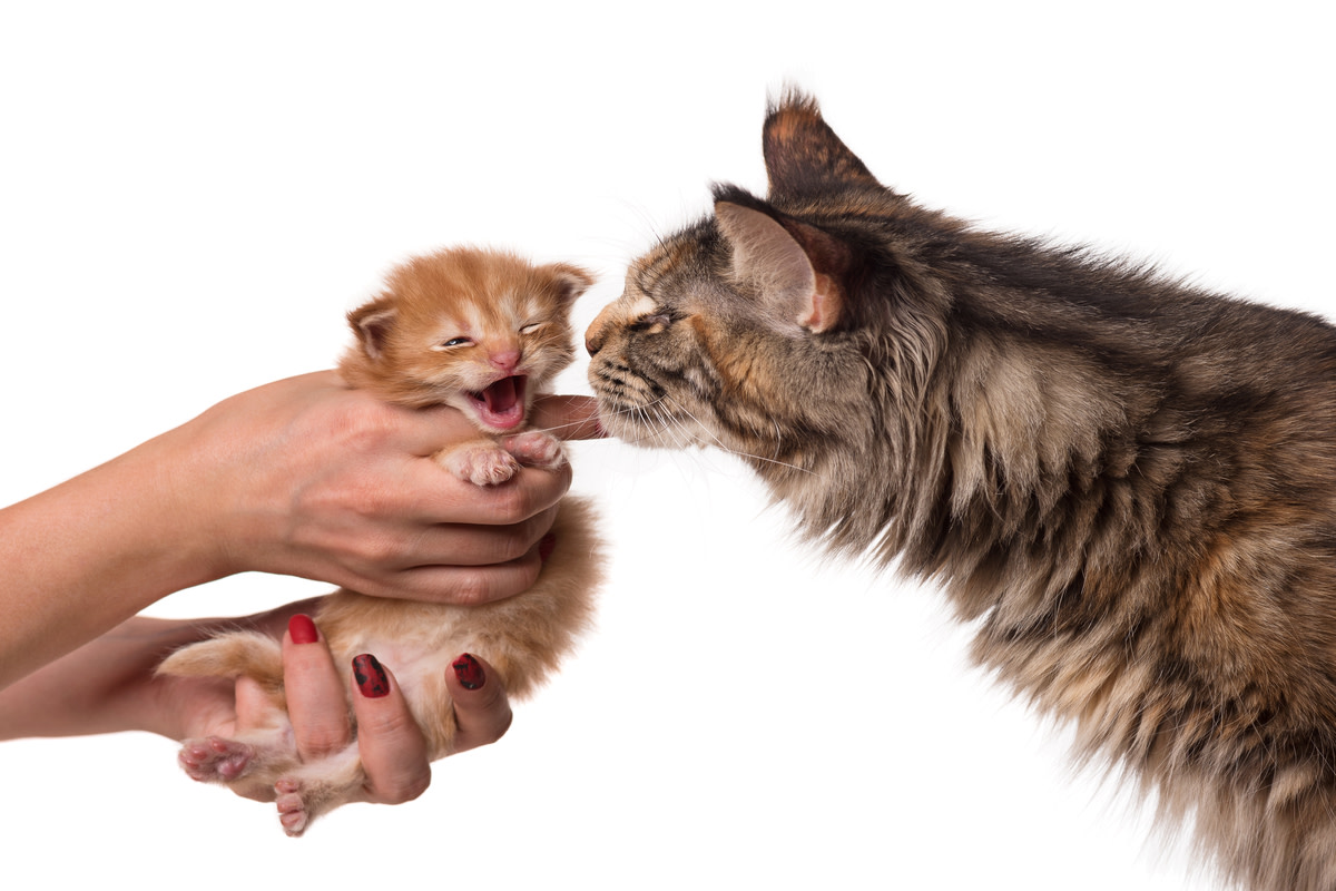 Adorable 13-day-old Maine Coon kitten's roaring meow is a real showstopper