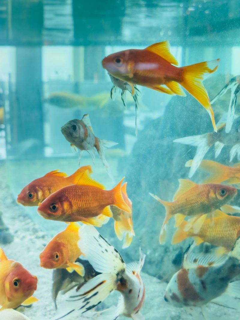Picture Idea: 8 Tips To Help Your Aquarium Fish Live A Long