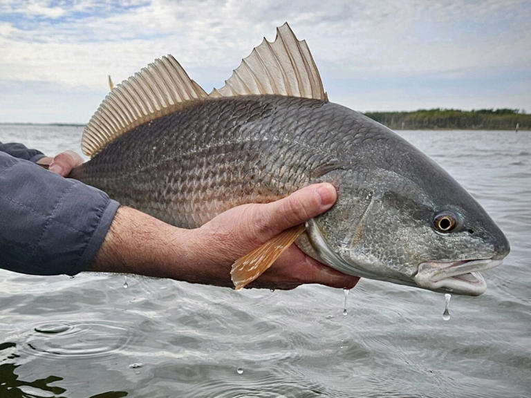 Sight-cast to shallow winter redfish