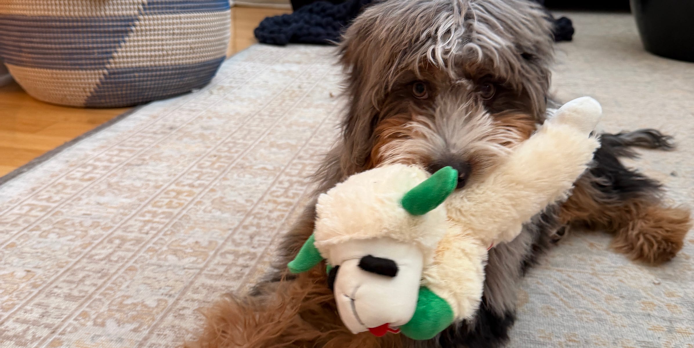 A very qualified puppy reviews Chewy’s new Lamb Chop dog toys
