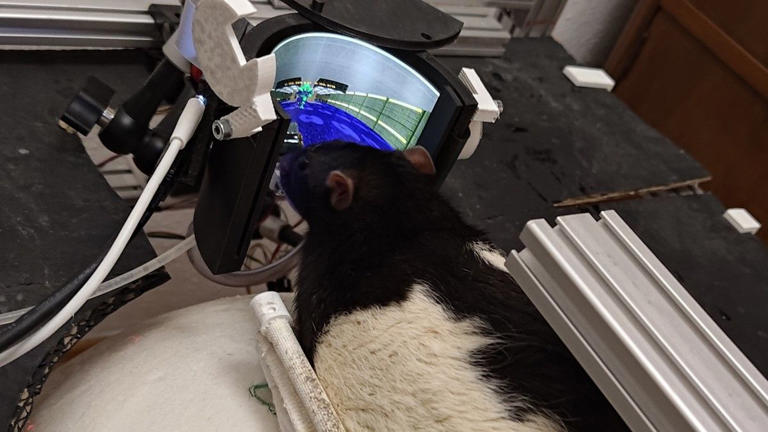 The Doom-playing rats are back, and now they've learned how to shoot