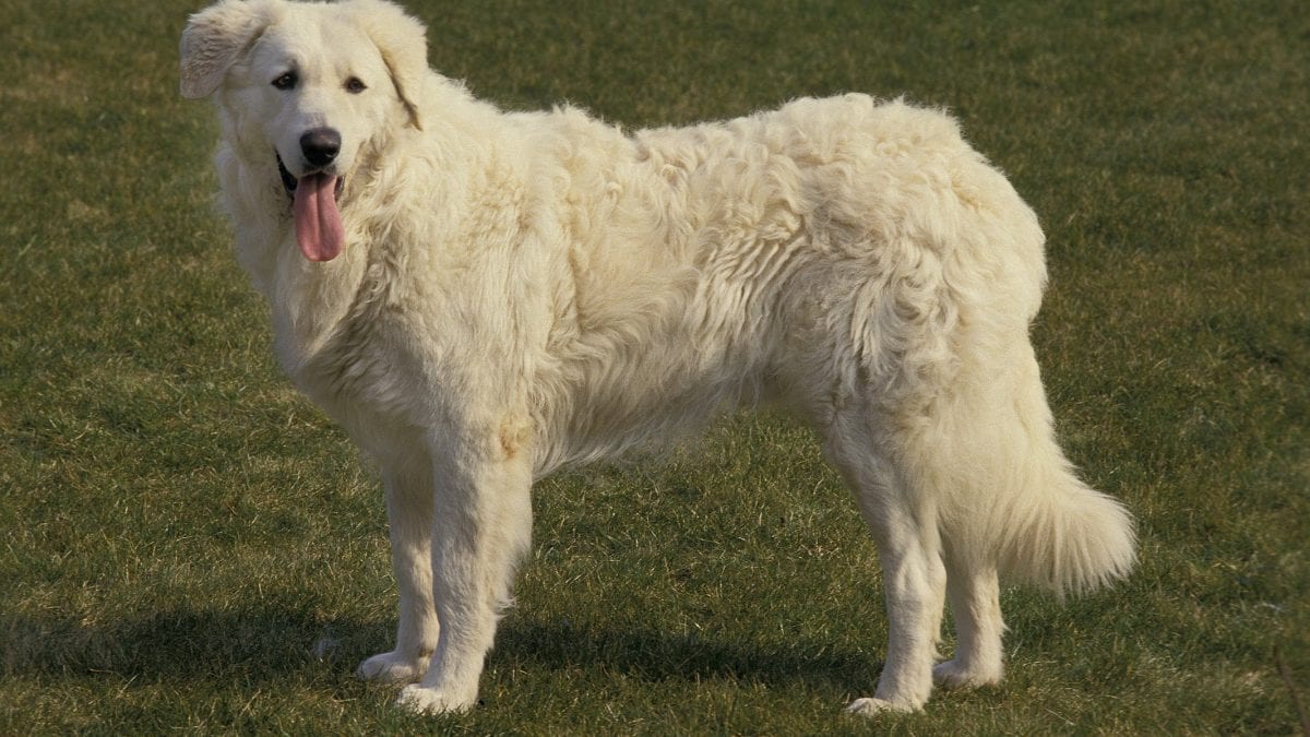 Cane da pastore abruzzese maremmano: cambia la denominazione del più ...