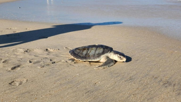 DNR urges vigilance for cold-stunned sea turtles in Maryland waters