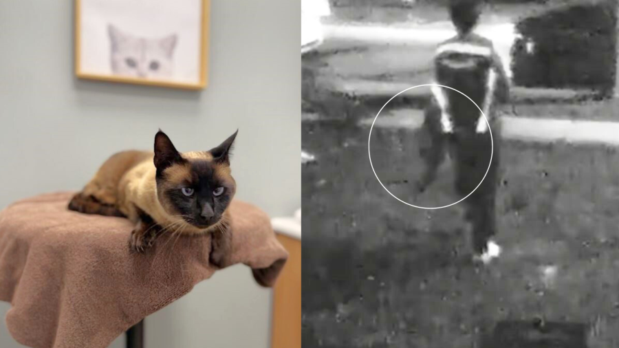 Driver accused of stealing cat in Los Angeles banned by Amazon: 'A ...