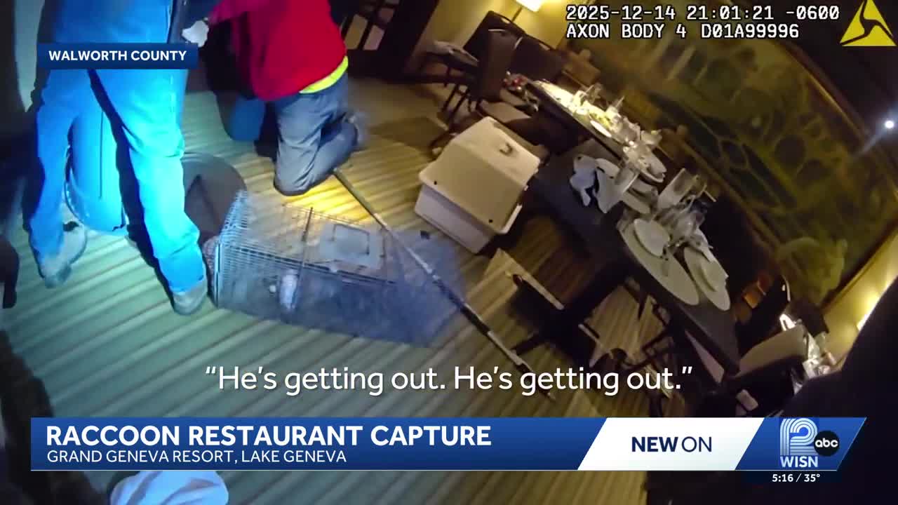 Raccoon falls from Wisconsin restaurant ceiling