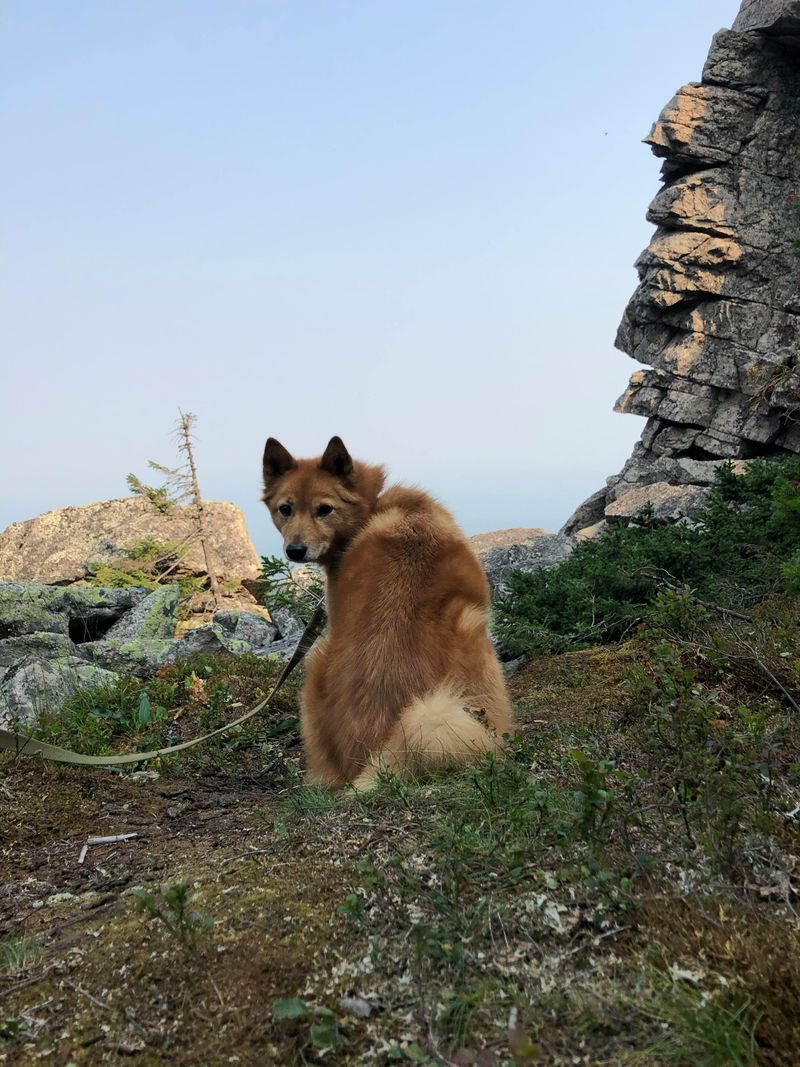 6 dog breeds with foxlike features and 5 with wolfish looks