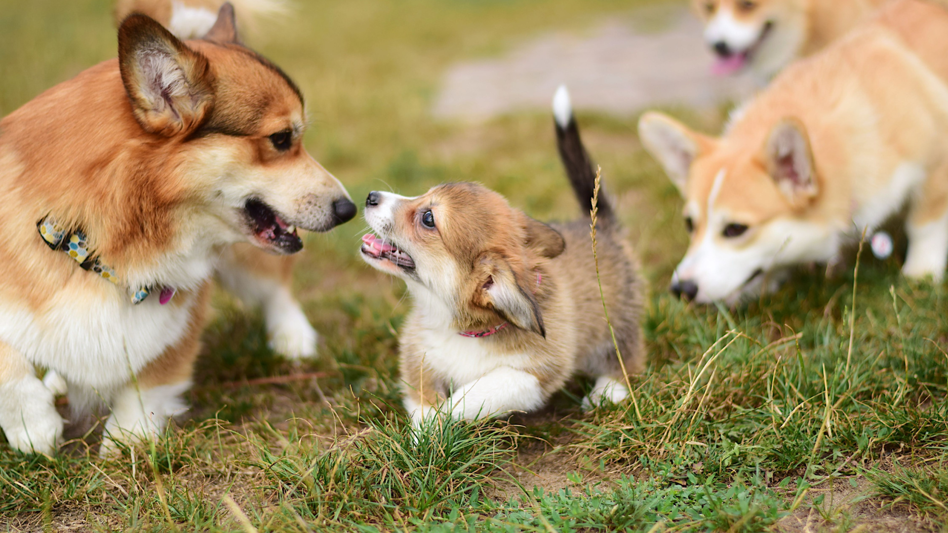 Reasons why early socialization with other dogs is essential for your puppy