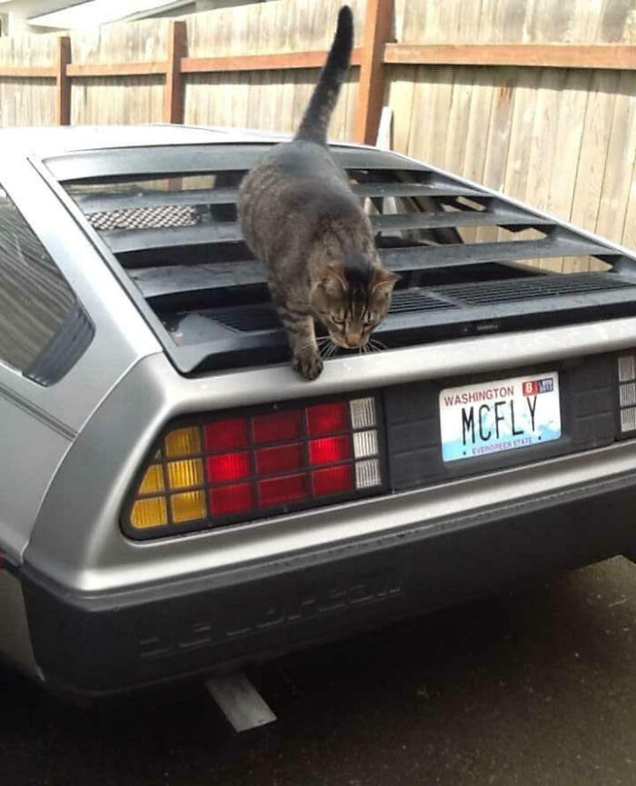 42 License Plates So Clever People Had To Take Photos