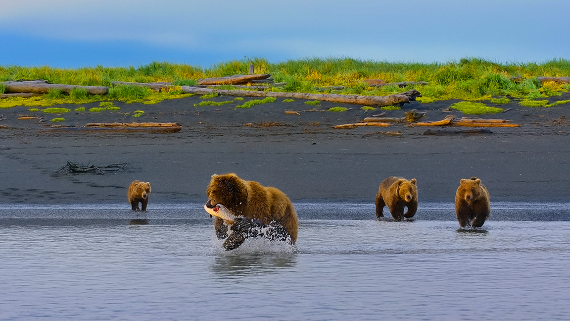 wildlife-and-wilderness-of-katmai-national-park