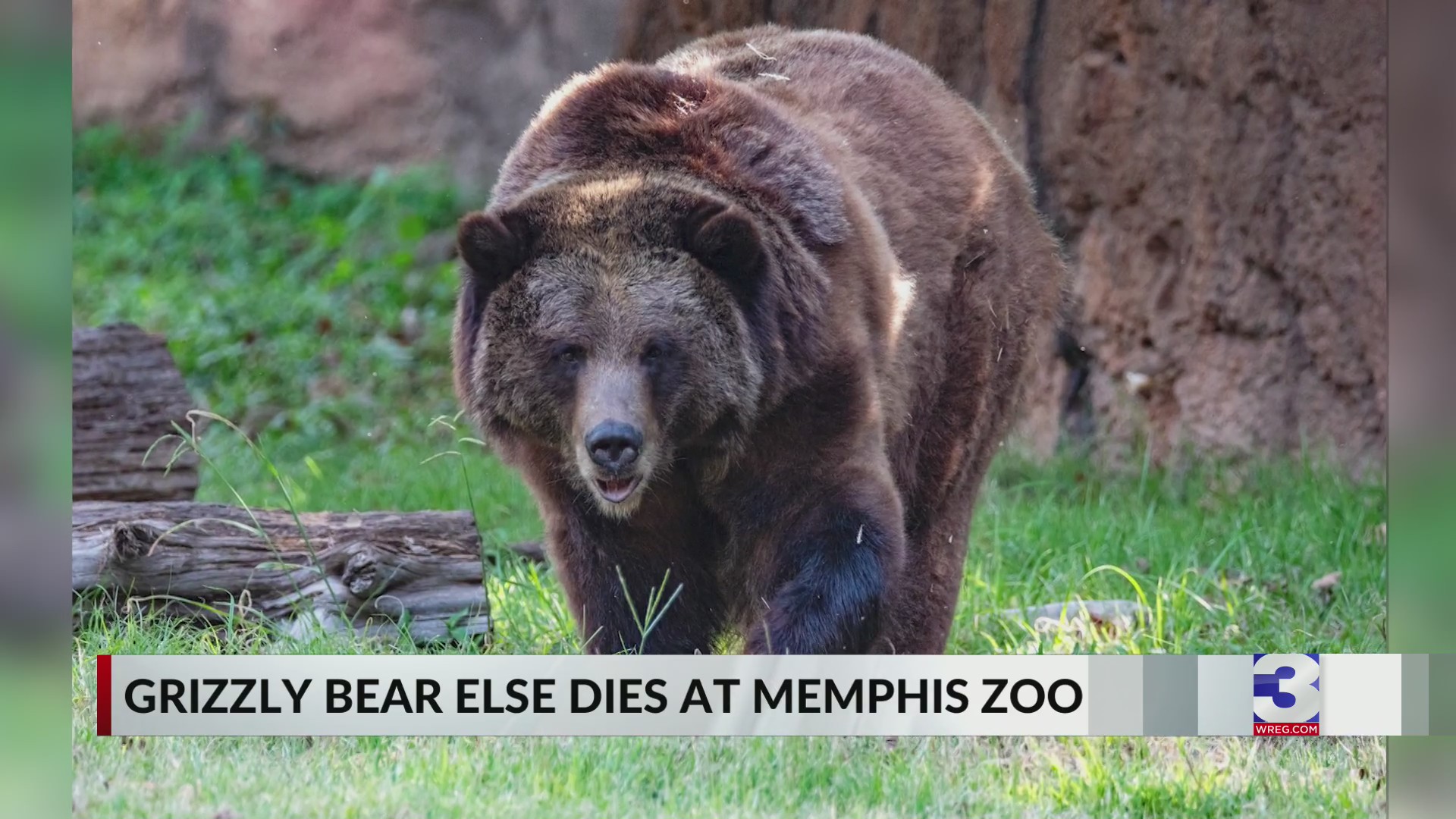 Memphis Zoo mourns loss of grizzly bear