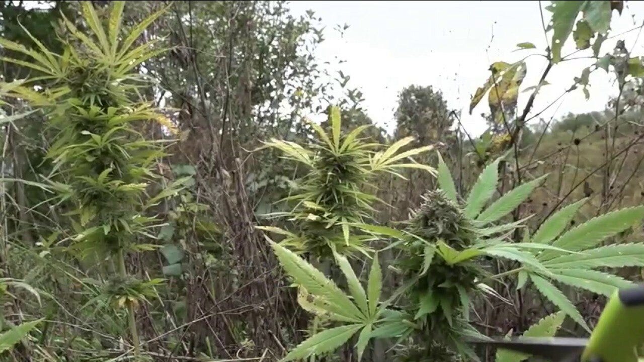 Marijuana Reclassification Could Have Big Impact