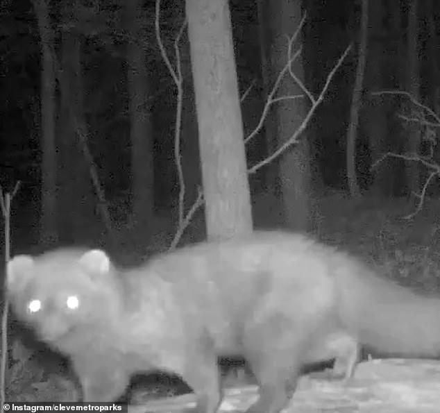 Predator unseen in Midwest state for over a century caught on wildlife ...