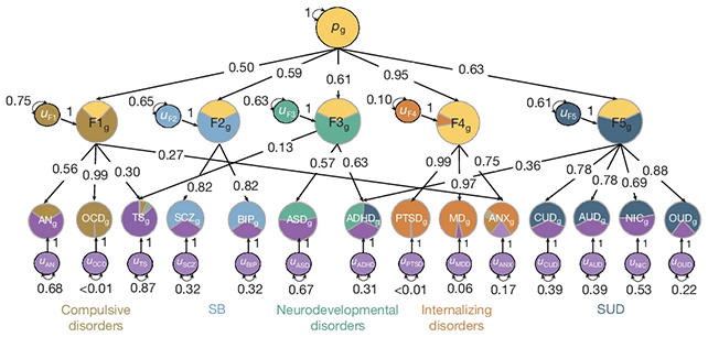 14 psychiatric disorders share 5 genetic roots, major study reveals