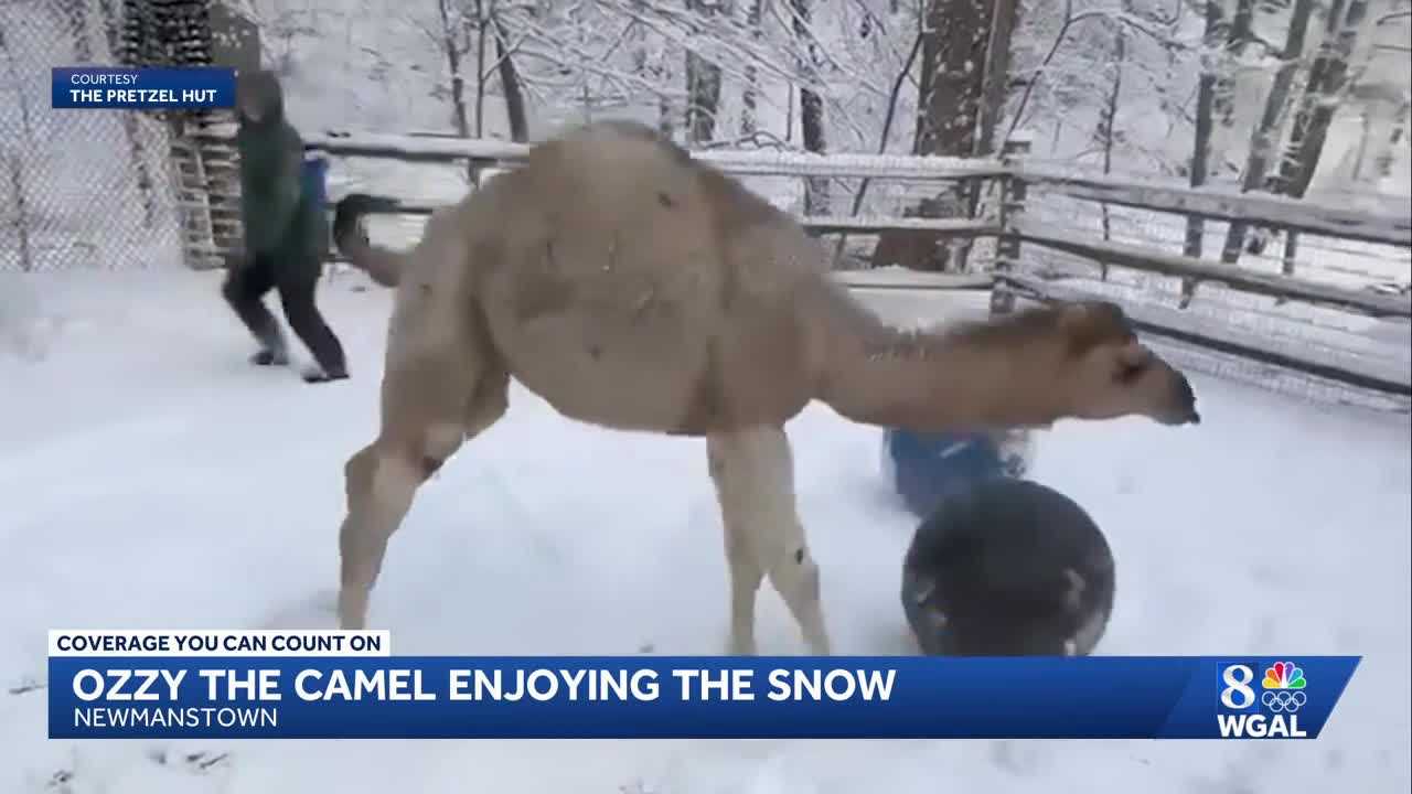 Ozzy the camel enjoys the snow while it lasts at a Lebanon County ...